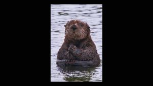 Southern Sea Otter Praying